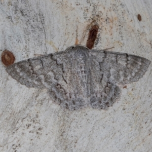 Crypsiphona ocultaria at Dickson Wetland Corridor - 7 Mar 2024