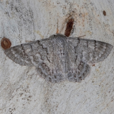 Crypsiphona ocultaria (Red-lined Looper Moth) at Dickson Wetland Corridor - 7 Mar 2024 by AlisonMilton