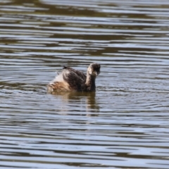 Tachybaptus novaehollandiae (Australasian Grebe) at Coombs, ACT - 8 Mar 2024 by RodDeb