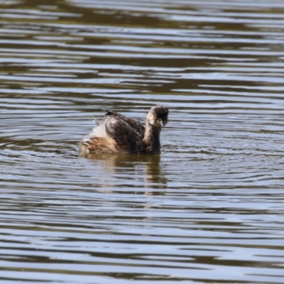 Tachybaptus novaehollandiae (Australasian Grebe) at Coombs Ponds - 8 Mar 2024 by RodDeb