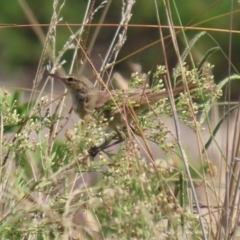 Acrocephalus australis (Australian Reed-Warbler) at Coombs, ACT - 8 Mar 2024 by RodDeb