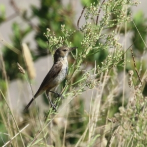 Acrocephalus australis at Coombs Ponds - 8 Mar 2024