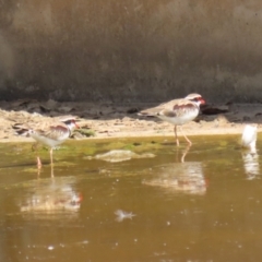 Charadrius melanops (Black-fronted Dotterel) at Coombs Ponds - 8 Mar 2024 by RodDeb