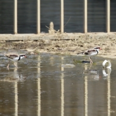 Charadrius melanops at Coombs Ponds - 8 Mar 2024