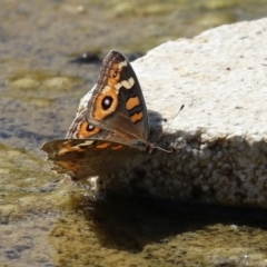 Junonia villida (Meadow Argus) at Coombs Ponds - 8 Mar 2024 by RodDeb