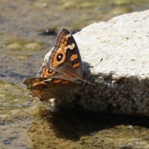 Junonia villida at Coombs Ponds - 8 Mar 2024