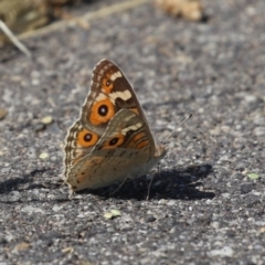 Junonia villida at Coombs Ponds - 8 Mar 2024 11:03 AM