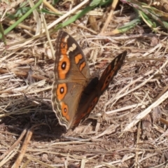 Junonia villida at Coombs Ponds - 8 Mar 2024 11:03 AM