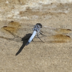 Orthetrum caledonicum (Blue Skimmer) at Coombs, ACT - 8 Mar 2024 by RodDeb
