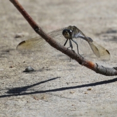 Orthetrum caledonicum at Coombs Ponds - 8 Mar 2024