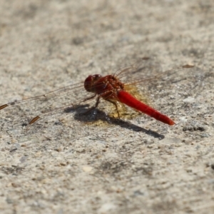 Diplacodes haematodes at Coombs Ponds - 8 Mar 2024