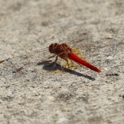Diplacodes haematodes (Scarlet Percher) at Coombs, ACT - 7 Mar 2024 by RodDeb