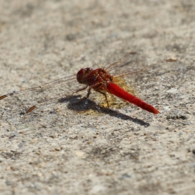 Diplacodes haematodes (Scarlet Percher) at Coombs Ponds - 8 Mar 2024 by RodDeb