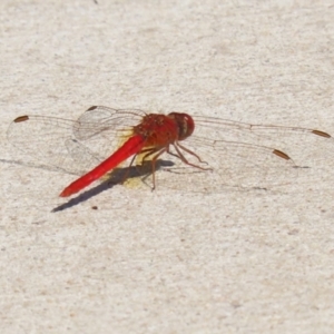 Diplacodes haematodes at Coombs Ponds - 8 Mar 2024 10:57 AM