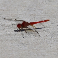 Diplacodes haematodes at Coombs Ponds - 8 Mar 2024