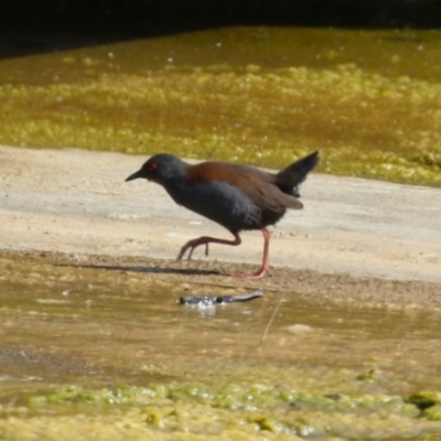 Zapornia tabuensis (Spotless Crake) at Coombs, ACT - 8 Mar 2024 by RodDeb