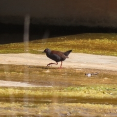 Zapornia tabuensis at Coombs Ponds - 8 Mar 2024