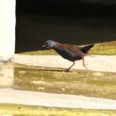 Zapornia tabuensis at Coombs Ponds - 8 Mar 2024