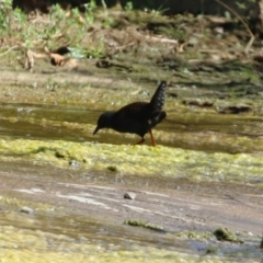 Zapornia tabuensis at Coombs Ponds - 8 Mar 2024