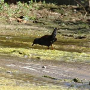 Zapornia tabuensis at Coombs Ponds - 8 Mar 2024