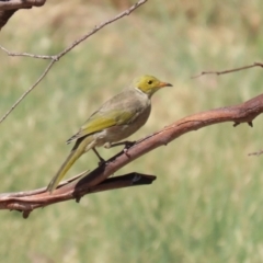 Ptilotula penicillata (White-plumed Honeyeater) at Coombs, ACT - 8 Mar 2024 by RodDeb