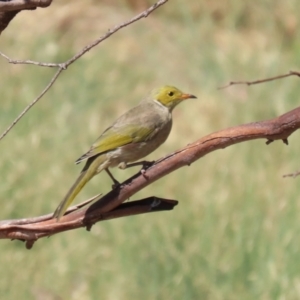 Ptilotula penicillata at Coombs Ponds - 8 Mar 2024