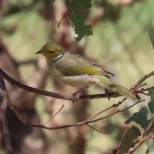 Ptilotula penicillata at Coombs Ponds - 8 Mar 2024