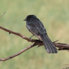 Rhipidura leucophrys (Willie Wagtail) at Coombs Ponds - 8 Mar 2024 by RodDeb