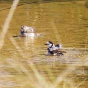 Epthianura albifrons at Coombs Ponds - 8 Mar 2024 10:59 AM