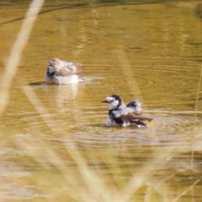 Epthianura albifrons (White-fronted Chat) at Coombs Ponds - 8 Mar 2024 by RodDeb