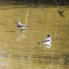 Epthianura albifrons at Coombs Ponds - 8 Mar 2024 10:59 AM