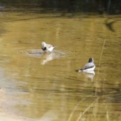 Epthianura albifrons at Coombs Ponds - 8 Mar 2024 10:59 AM