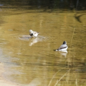 Epthianura albifrons at Coombs Ponds - 8 Mar 2024 10:59 AM