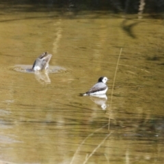 Epthianura albifrons at Coombs Ponds - 8 Mar 2024 10:59 AM