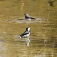 Epthianura albifrons at Coombs Ponds - 8 Mar 2024 10:59 AM