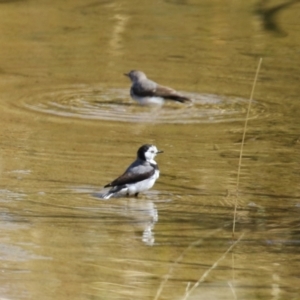 Epthianura albifrons at Coombs Ponds - 8 Mar 2024