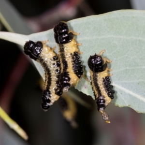 Paropsis atomaria at Dickson Wetland Corridor - 7 Mar 2024