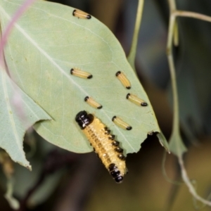 Paropsis atomaria at Dickson Wetland Corridor - 7 Mar 2024