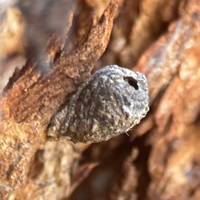 Lepidoptera unclassified IMMATURE (caterpillar or pupa or cocoon) at Coolo Park - 8 Mar 2024 by Hejor1
