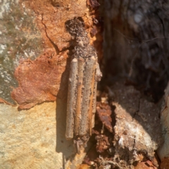 Clania lewinii (Lewin's case moth) at Weston, ACT - 8 Mar 2024 by Hejor1