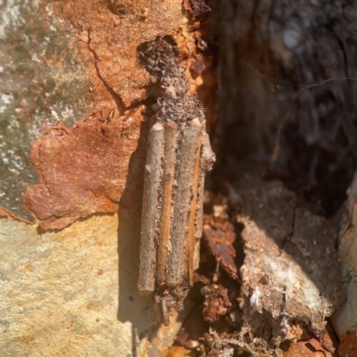 Clania lewinii & similar Casemoths (Parallel stick Case Moths) at Coolo Park - 8 Mar 2024 by Hejor1