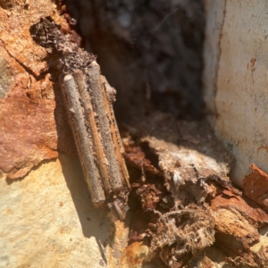 Clania lewinii & similar Casemoths at Coolo Park - 8 Mar 2024