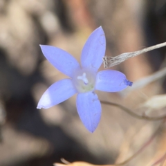 Wahlenbergia capillaris (Tufted Bluebell) at Coolo Park - 8 Mar 2024 by Hejor1