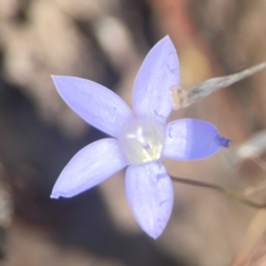 Wahlenbergia capillaris at Coolo Park - 8 Mar 2024 01:41 PM