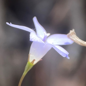 Wahlenbergia capillaris at Coolo Park - 8 Mar 2024 01:41 PM