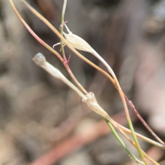 Wahlenbergia capillaris at Coolo Park - 8 Mar 2024