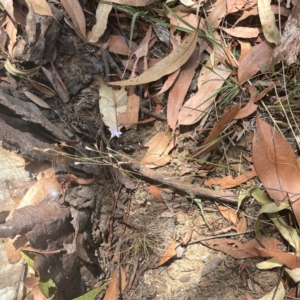 Wahlenbergia capillaris at Coolo Park - 8 Mar 2024