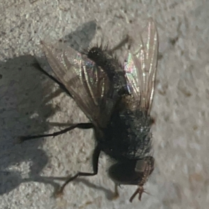 Calliphora vicina at Coolo Park - 8 Mar 2024