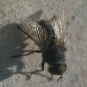 Calliphora vicina at Coolo Park - 8 Mar 2024 01:40 PM