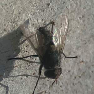 Calliphora vicina at Coolo Park - 8 Mar 2024 01:40 PM